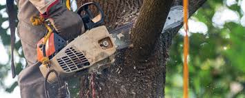 Reliable University Gardens, NY Tree Services Solutions